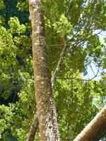 Ceiba-Baum