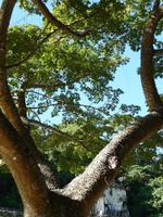 Ceiba-Baum