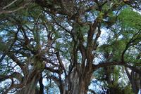El Tule - Der Baum