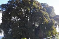 El arbold del Tule