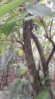 Kakaobaum in La Venta