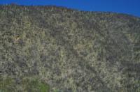 Kakteenwald