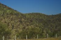Kakteenwald