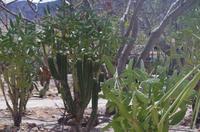 Mitla