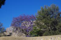 Monte Alban
