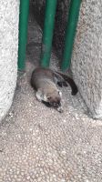 Nasenbär, davon gibt es Hunderte in La Venta