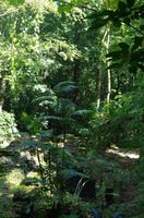 Palenque