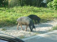 Schweinchen
