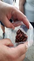 geröstete Heuschrecken als Snack?