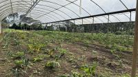 014 Gemüsegarten Selva Negra Farm