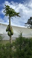 016 Papayas Selva Negra Farm