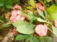 Exotisches Blumenmeer ...