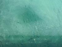 Ein erster Eindruck von der Unterwasserwelt ...