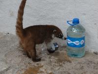 Freche Bewohner von Tulum