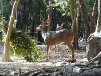 Weißschwanzhirsche im Nationalpark