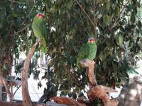 Farbenfrohe Tierwelt in Aktun Chen