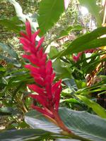 Flora und Fauna auf Roatan