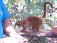 Ein Kinkaju - Wickelbär