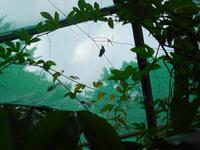 Schmetterlinge und Kolibris ...