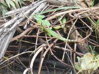 Wir beobachten die vielseitige Tierwelt Costa Ricas!