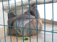 Eine Faultieraufzucht- und -pflegestation