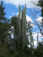 Ein kleiner grüner Kaktus ...