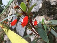 Blütenpracht in den Blue Mountains