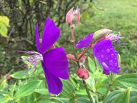 Blütenpracht in den Blue Mountains