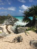 Tierisch verliebt in Tulum! ...