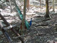 Farbenfrohe Tierwelt in Aktun Chen