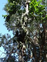 Vielseitige Flora in Aktun Chen