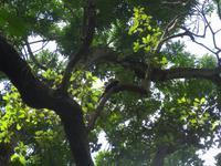 Unsere ständigen Begleiter: Leguane ...