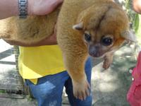 Ein Kinkaju - Wickelbär