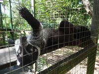 Tierwelt im Mayan Eden Eco Park - Roatan