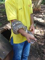 Tierwelt im Mayan Eden Eco Park - Roatan