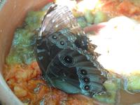 Schmetterlinge und Kolibris ...