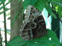 Schmetterlinge und Kolibris ...