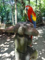 Der Ara - Nationalvogel von Honduras