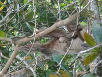 Ein Faultier mit Baby hautnah gesichtet!