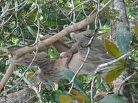 Ein Faultier mit Baby hautnah gesichtet!