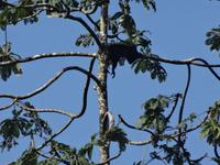 Brüllaffen weit oben! ...