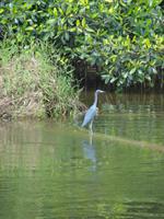 Wir beobachten die vielseitige Tierwelt Costa Ricas!