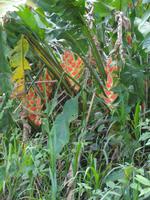 Farbenpracht Costa Ricas!