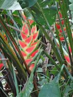 Farbenpracht Costa Ricas!