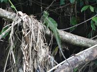 Ein Basilisk - grüner Bewohner Costa Ricas!