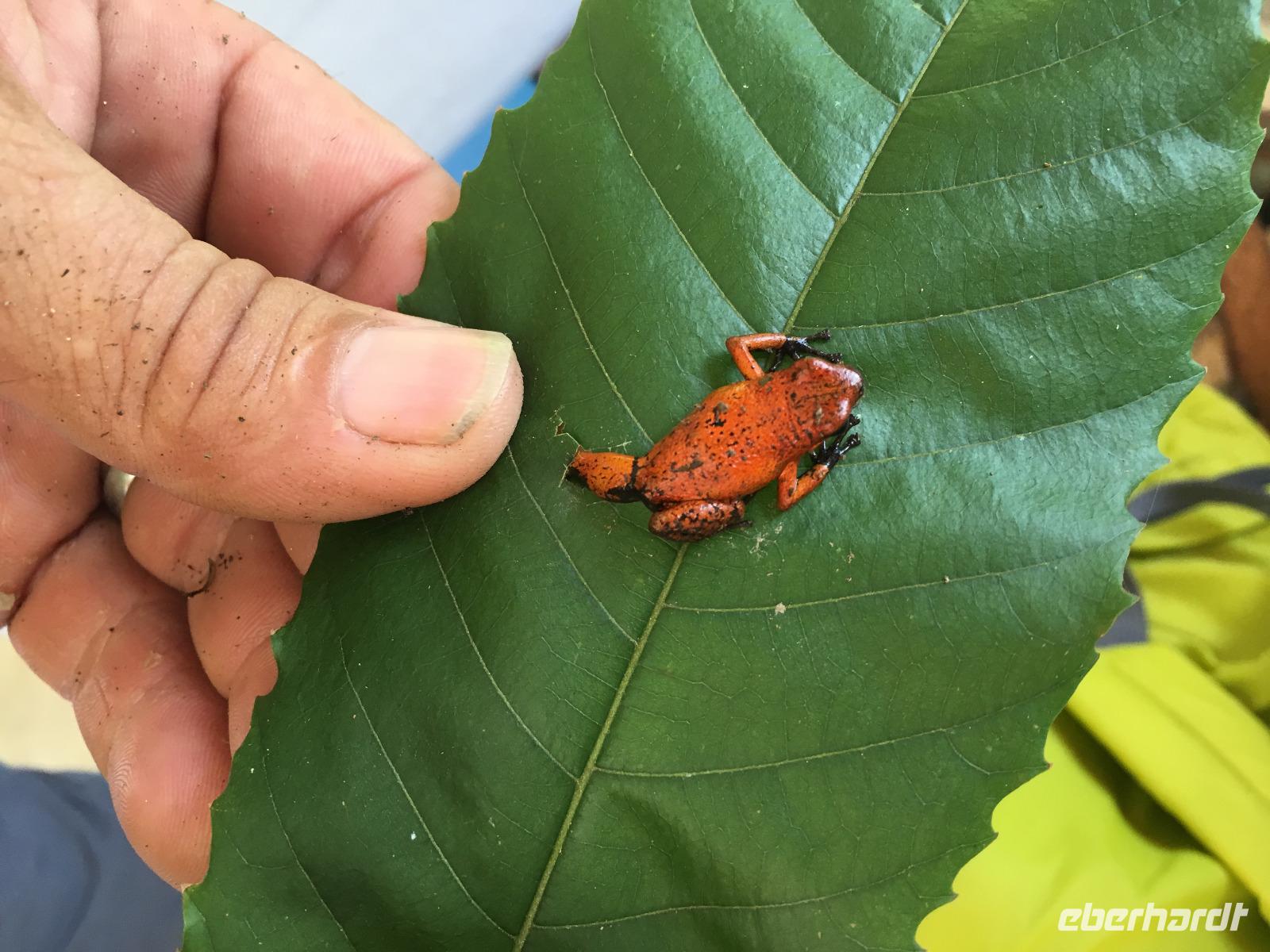 Wir sehen tatsächlich einen Erdbeerfrosch in seiner ganzen Größe ;-)!