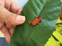 Wir sehen tatsächlich einen Erdbeerfrosch in seiner ganzen Größe ;-)!