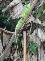 Ein Basilisk - grüner Bewohner Costa Ricas!