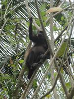 Ein entspannter Brüllaffe hoch oben ...