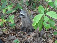 Waschbären in Sicht ...